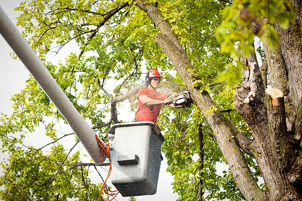 Why Choose Our Tree Removal Services in Milan, MI?